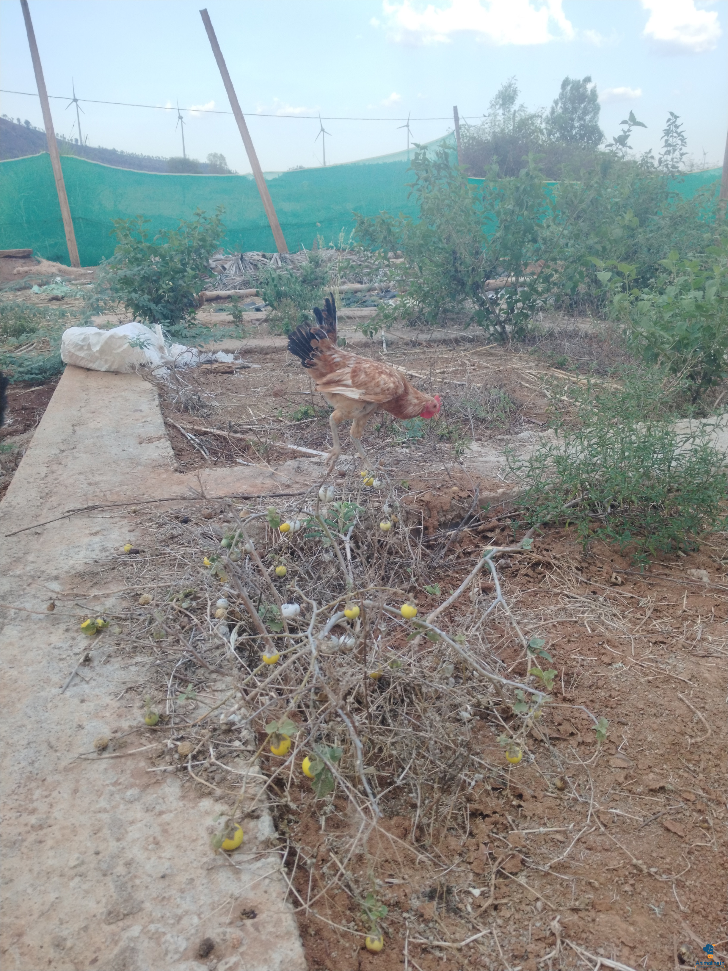 ನಾಟಿ ಹುಂಜ 4 ತಿಂಗಳು 