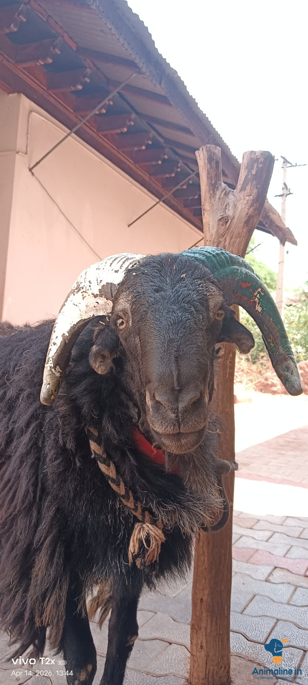 2ವರ್ಷದ ಟಗರು 