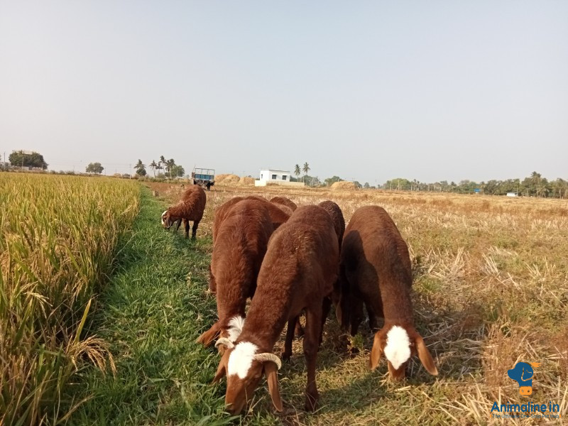 ಮಾರಾಟಕ್ಕಿದೆ ಆರೋಗ್ಯಕರ ಪುರುಷ Others