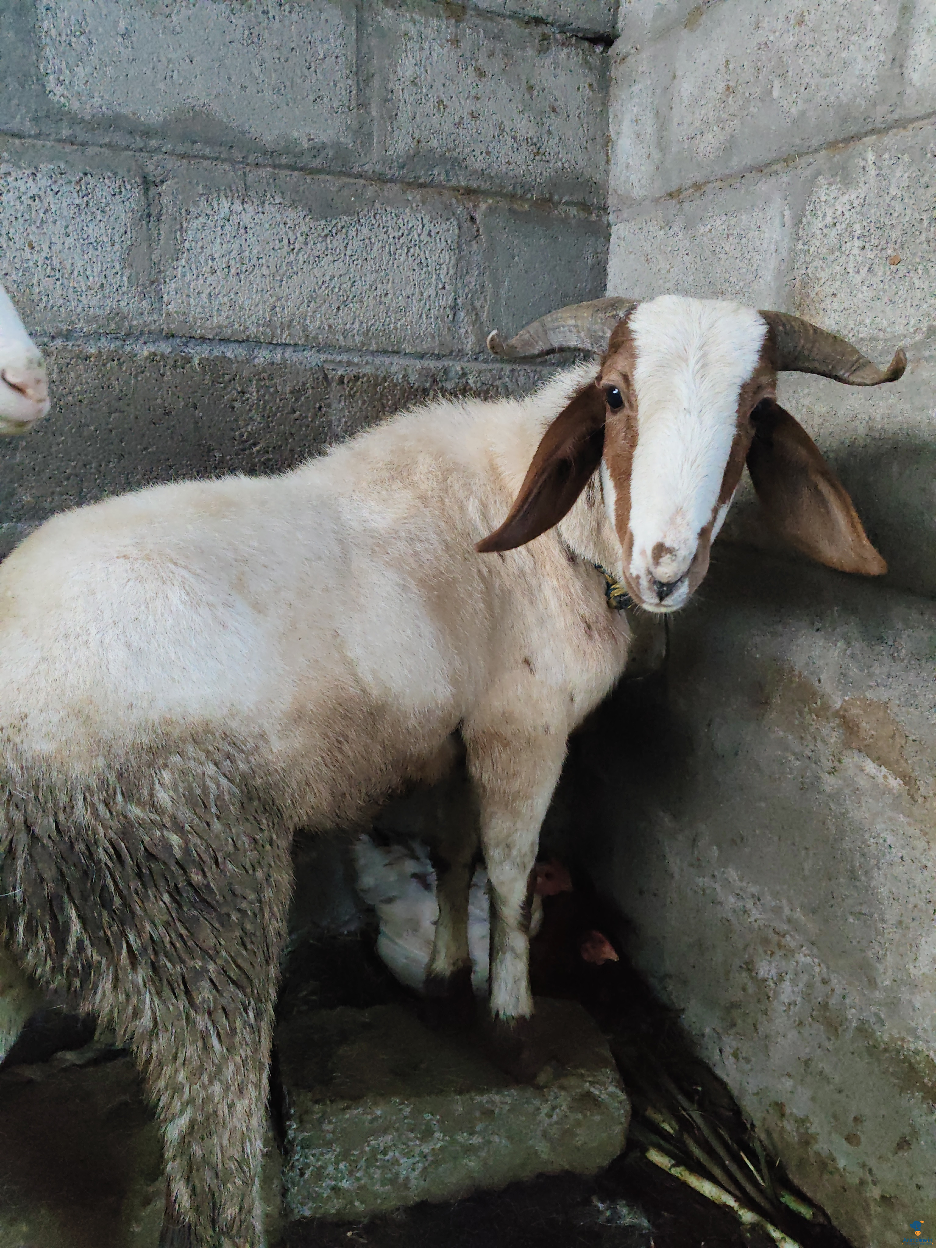 1 years old male sheep