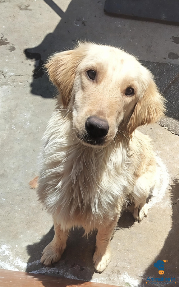 1.5 year old female retriever for free adoption 