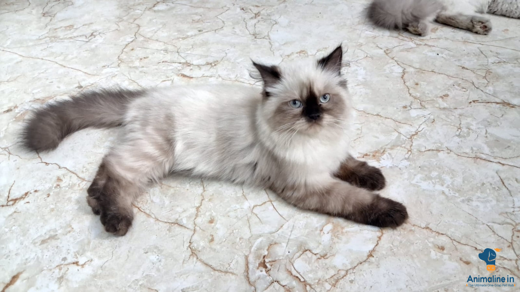 EX:    6 Monthes old cats