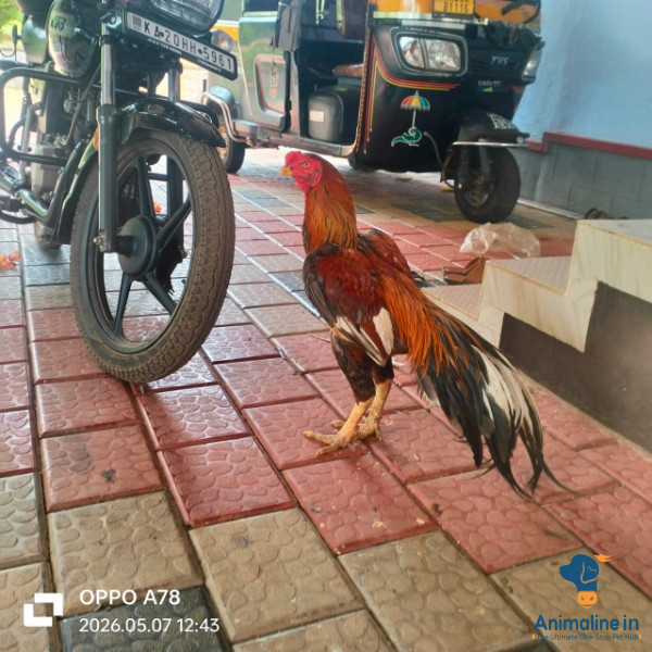 ಪ್ರೀಮಿಯಂ Aseel Hen {}