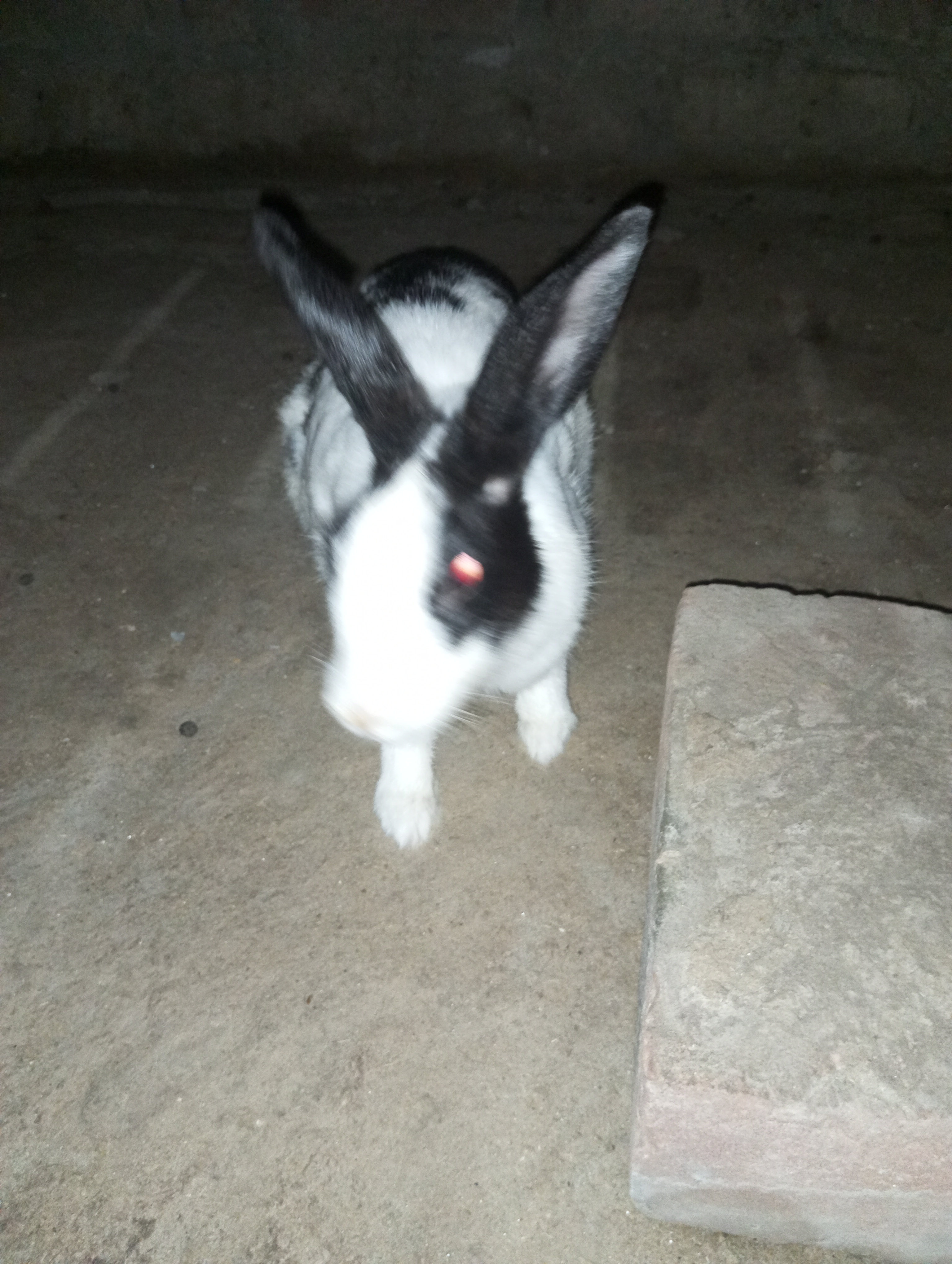 1 female rabbit and her 6 baby