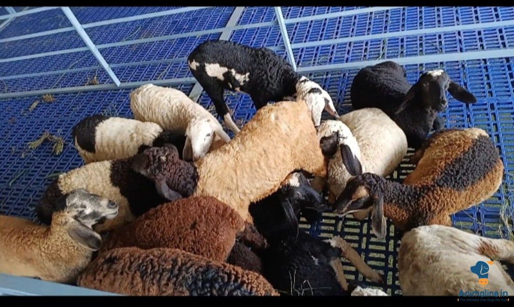 45 males for sale 