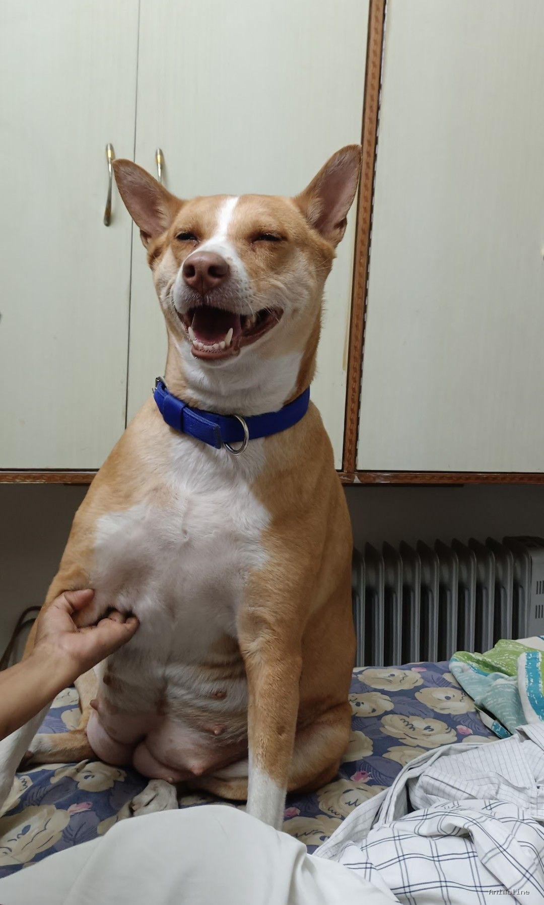 Rehoming for Friendly Indie
