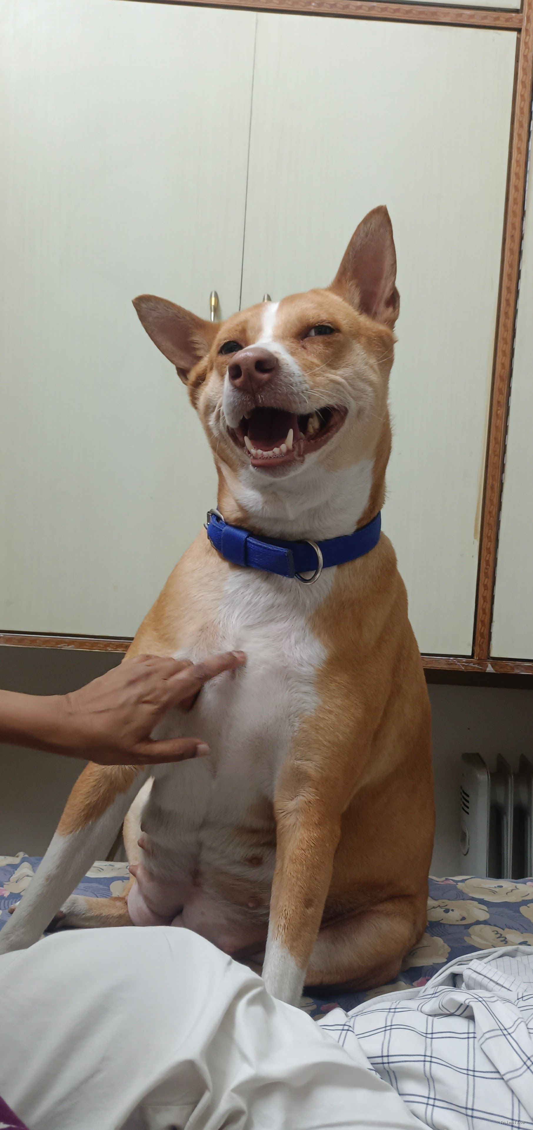 Rehoming for Friendly Indie