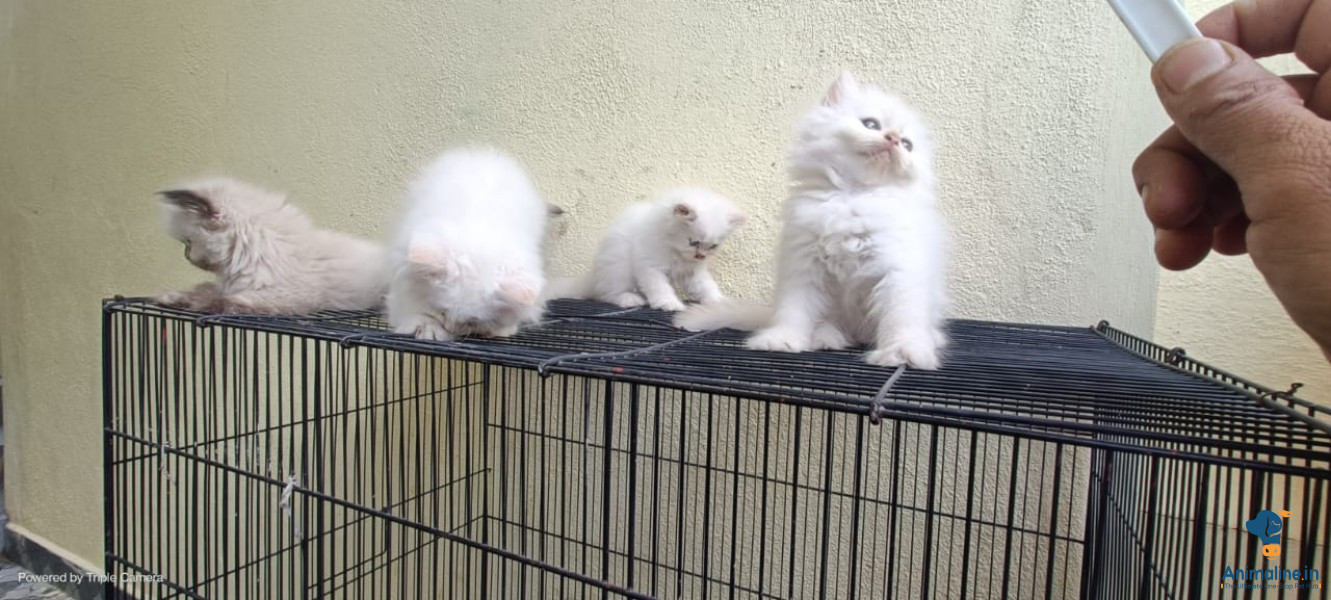2month old