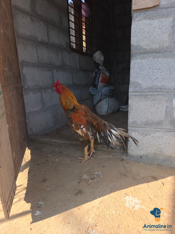 1 year old hen