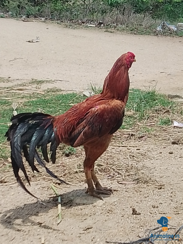 One year old male fighter cock
