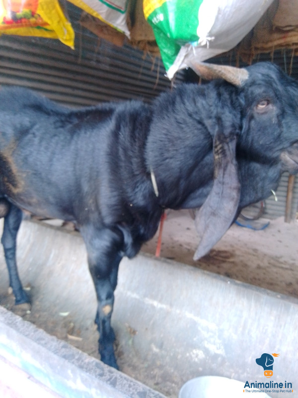 Healthy and Active Male Othe