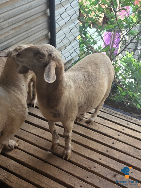 Healthy bandur sheep 