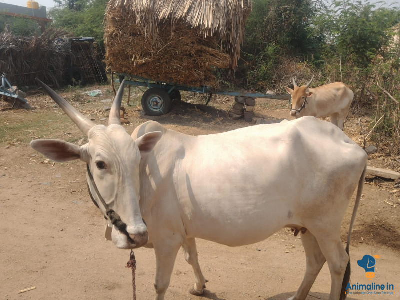 7 year killari cow