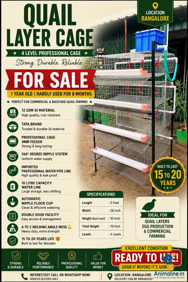 Quail layer cage for sale 