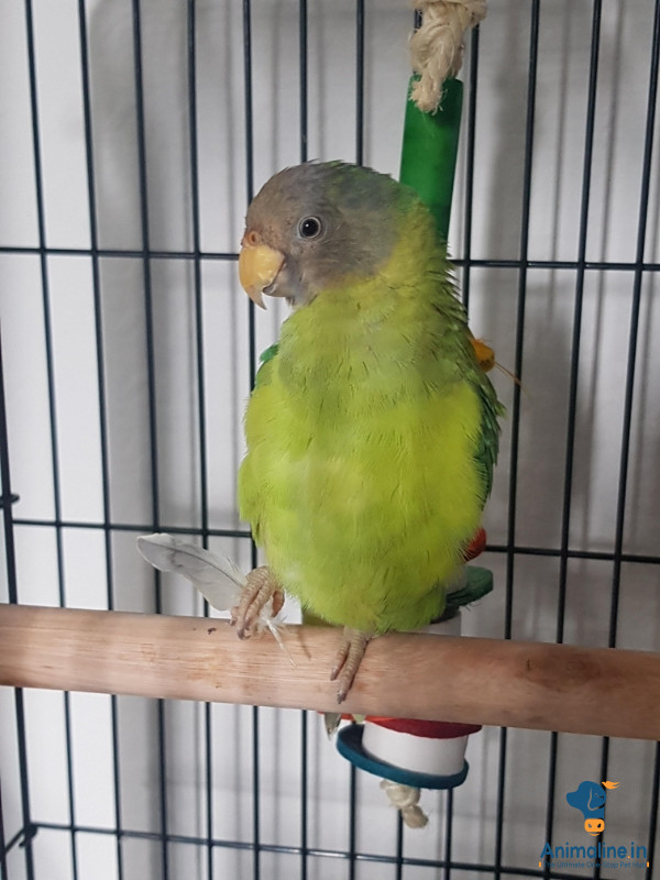 1 month old