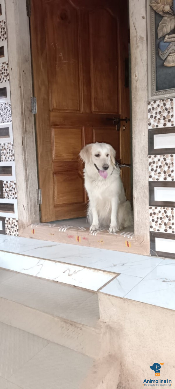 ಪ್ರೀಮಿಯಂ Golden Retriever ನಾಯಿ {}