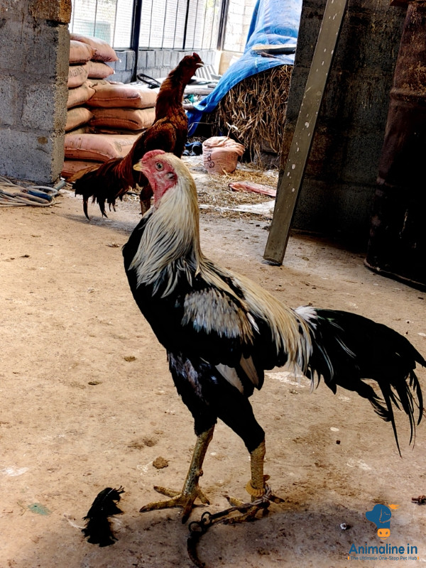 2 years male hen fighter numali 
