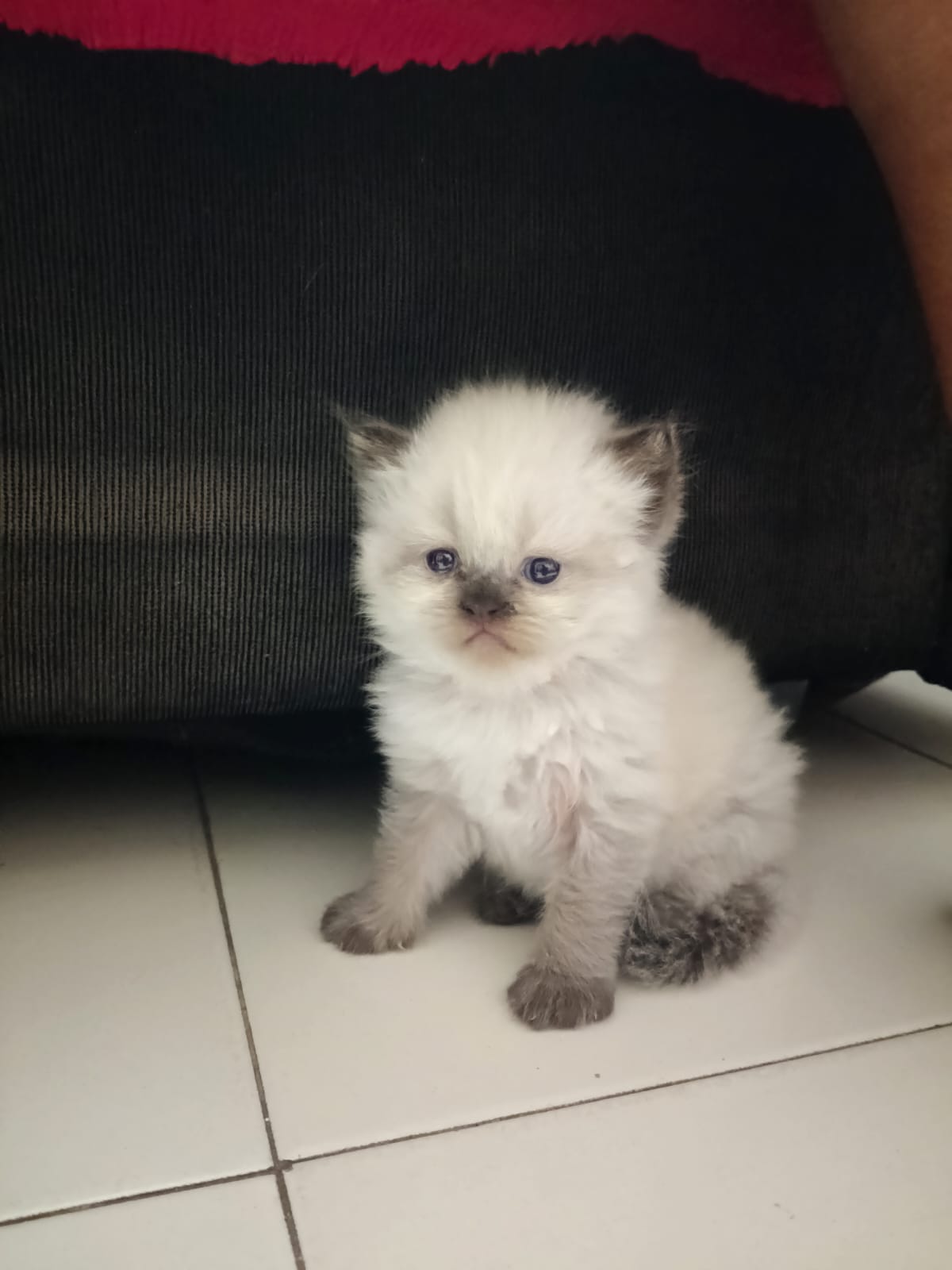 Himalayan kitten for sale