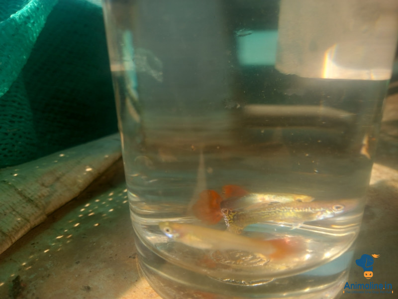 Male and female