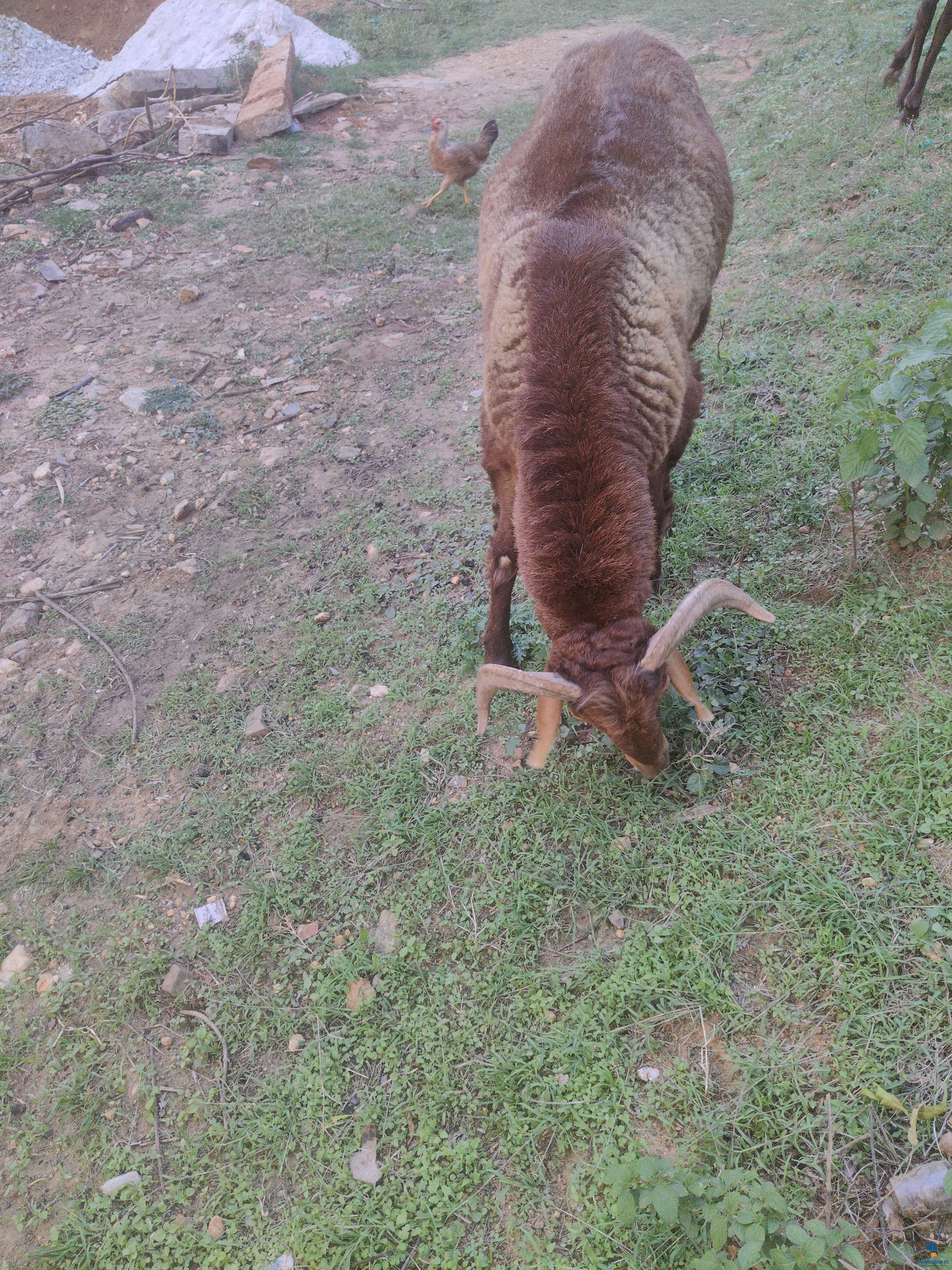 2 years elaga male sheep