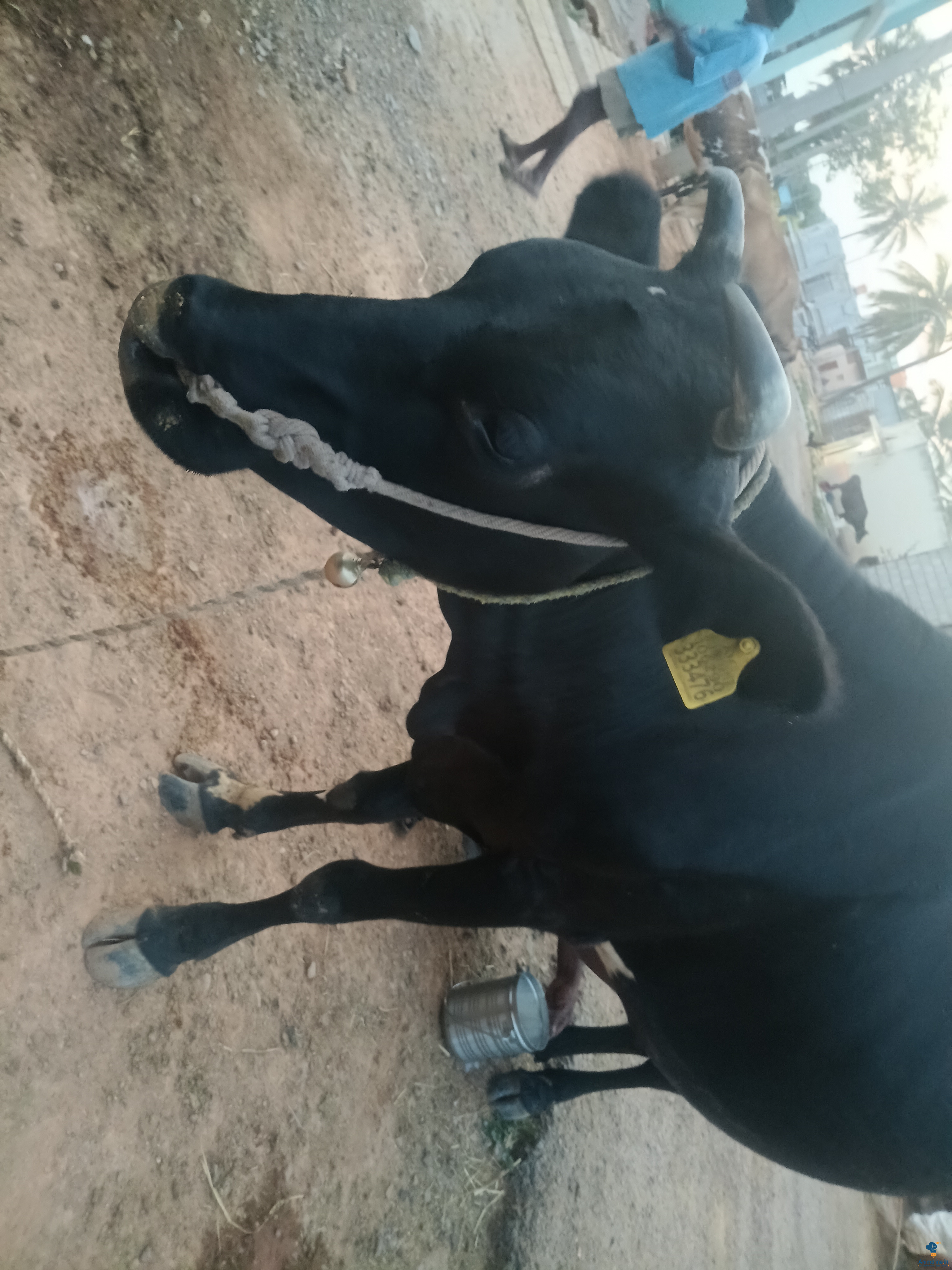 Premium  Cow for Adoption