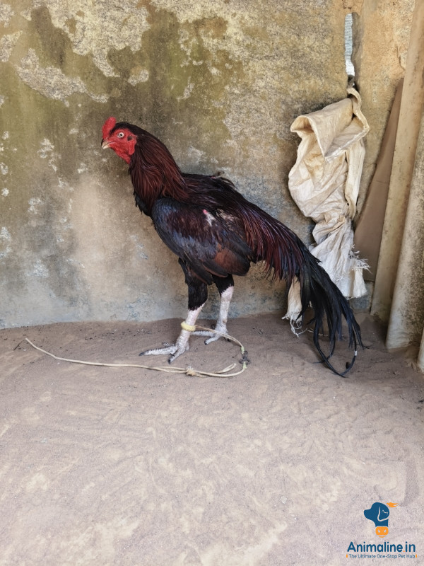 1 year male cock    7353920932 call