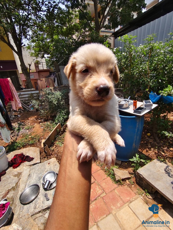 32 day's puppy