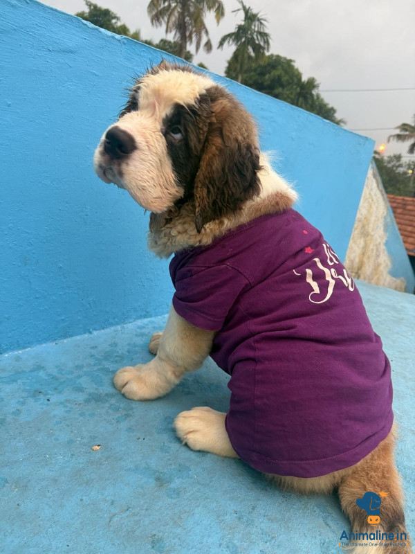 Female Saint Bernard,Top bloodline 