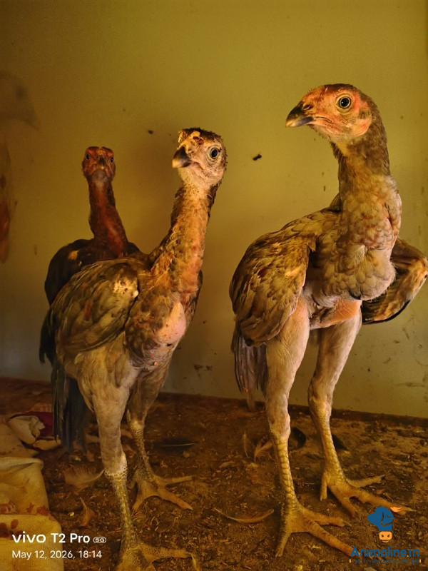 4 male 1 Heidi top quality