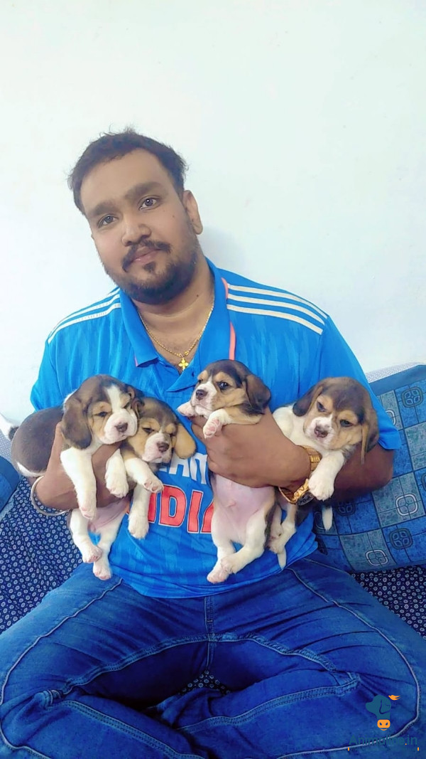 Beagle Heavy size