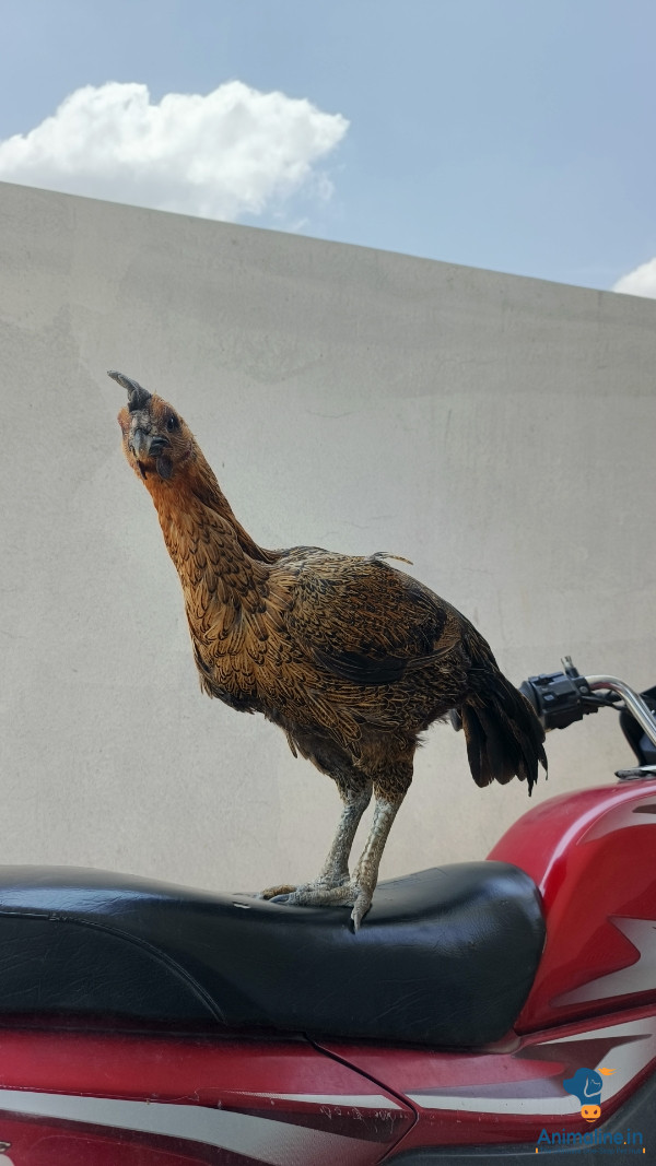 Highflyer hen (pattakondai)