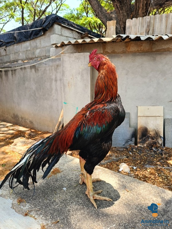Healthy and Active Male Aseel for Sale