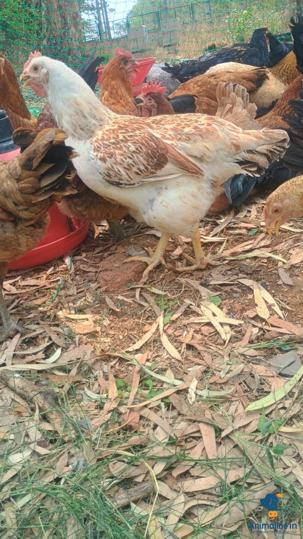 ಮಾರಾಟಕ್ಕಿದೆ ಆರೋಗ್ಯಕರ  Desi Murgi or Nati Kohli