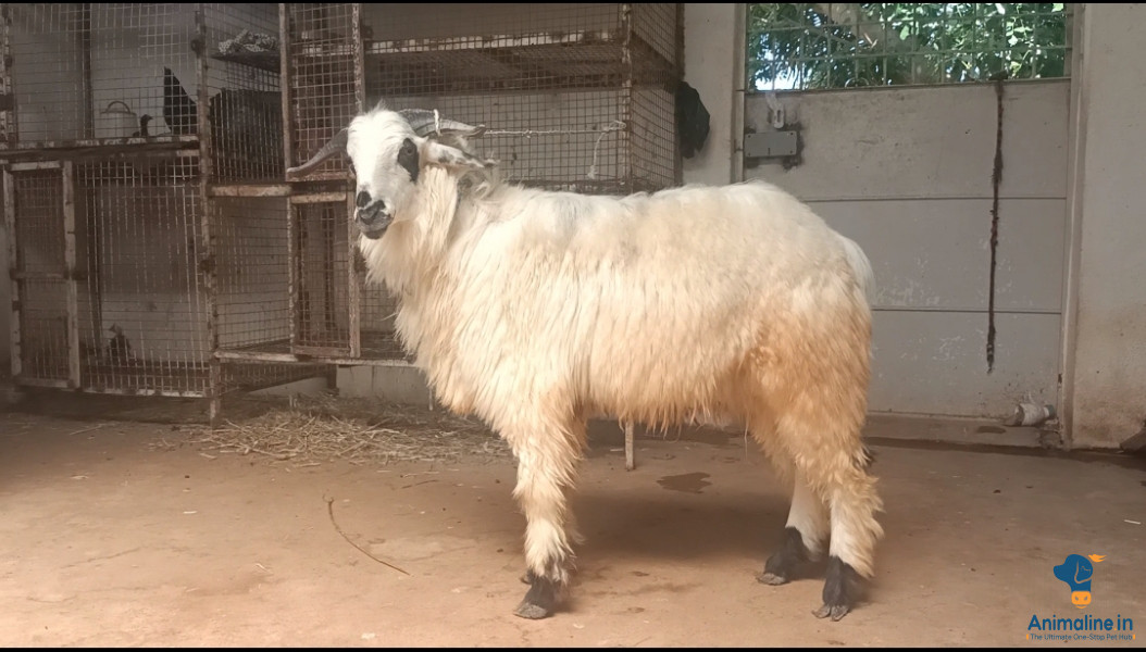 1.2 months old tagaru
