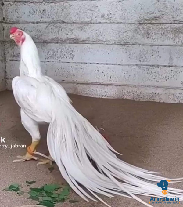 Healthy and Active Male Aseel for Sale