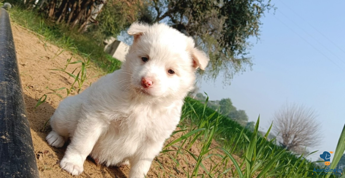 20 days old Pomeranian puppies 