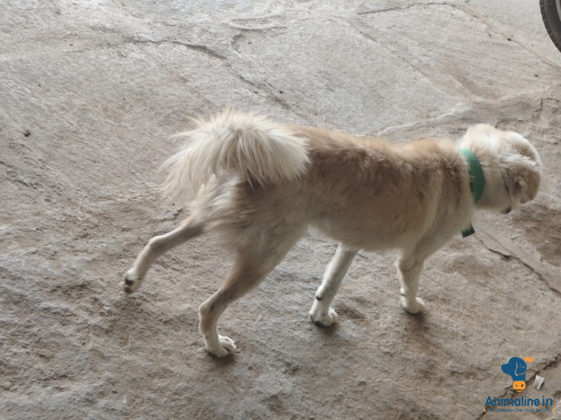 1 years old male dog 