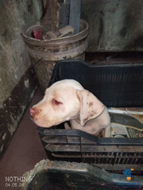 1 month puppy 