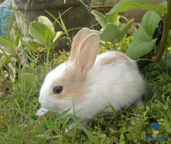 2 months old New Zealand Bunnys 