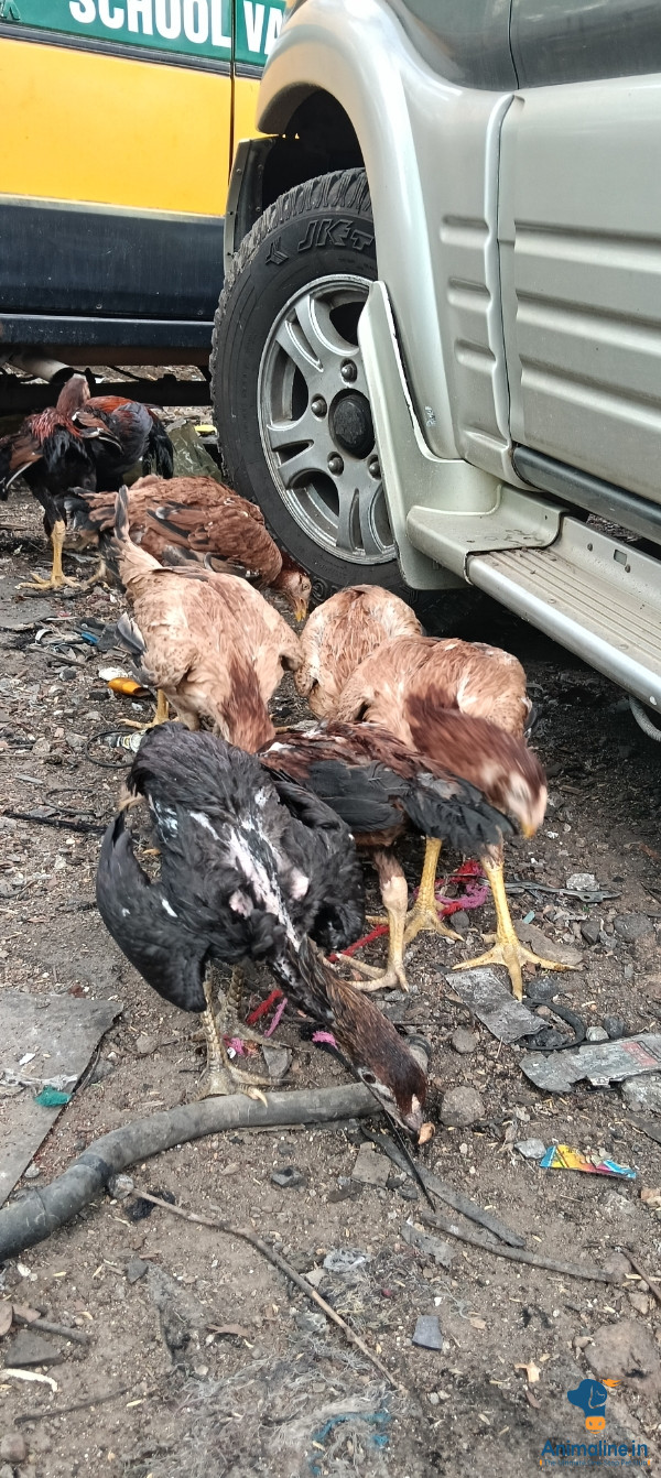 ನಮ್ಮ ಕೋಳಿಗಳು ಬರಿ ಕಾಲು ಕೋಳಿಗಳು ಒಳ್ಳೆಯ ಲೈನ್ಜ್  