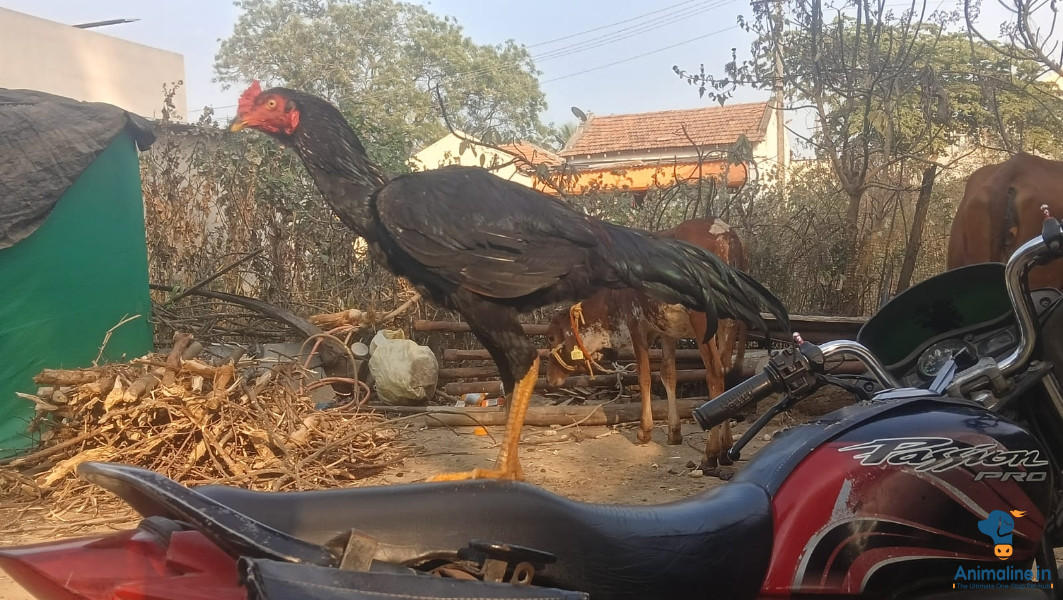 8 ತಿಂಗಳ ಕೋಳಿ ಅಸೀಲ್