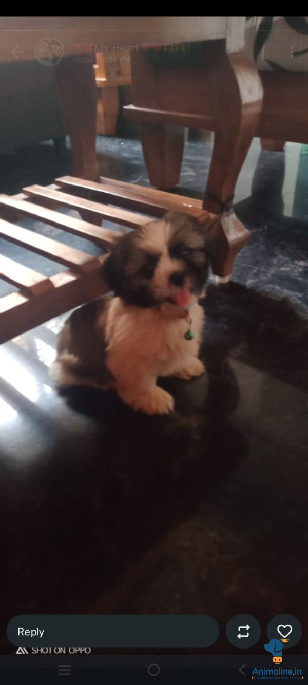 2 months puppy 