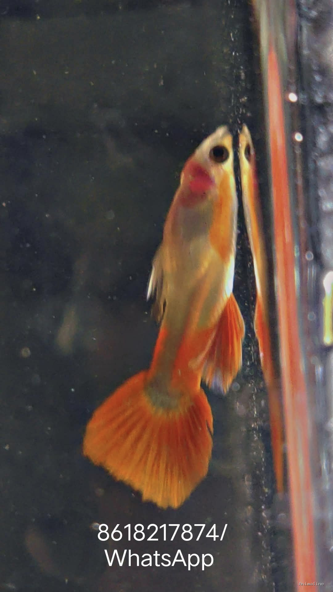 2 months male fish