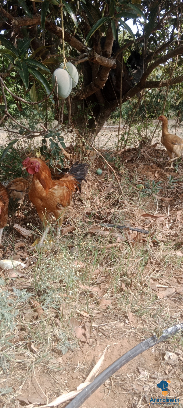 1 ವರ್ಷದ ಕೋಳಿ 