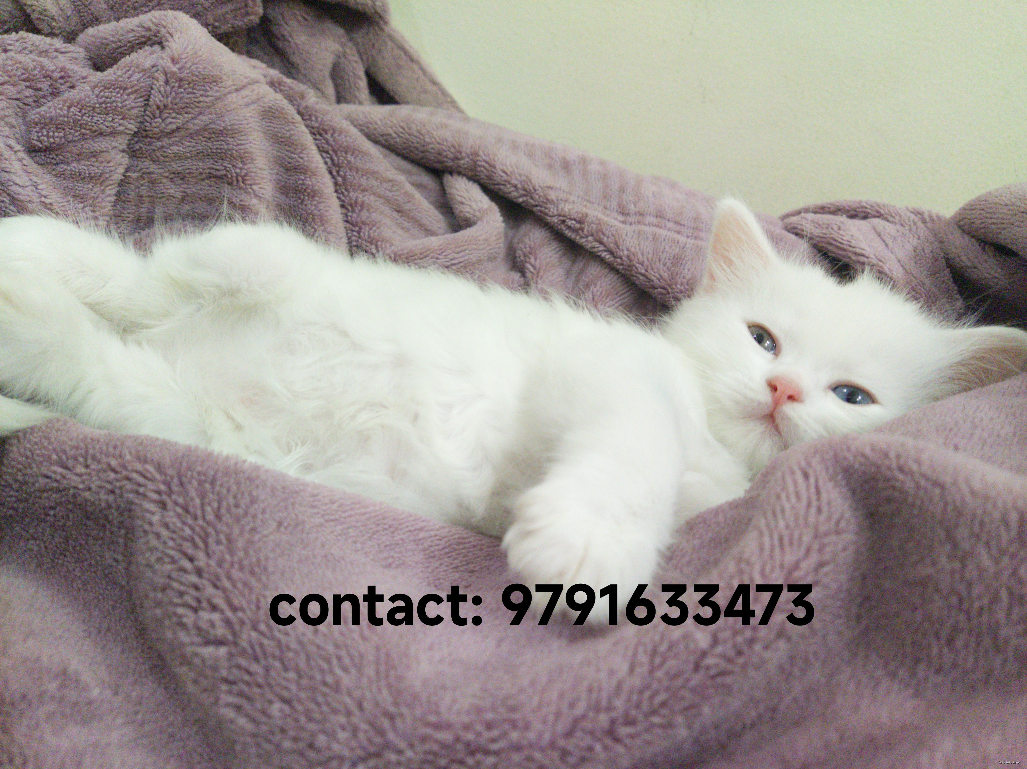 1+month old kitten