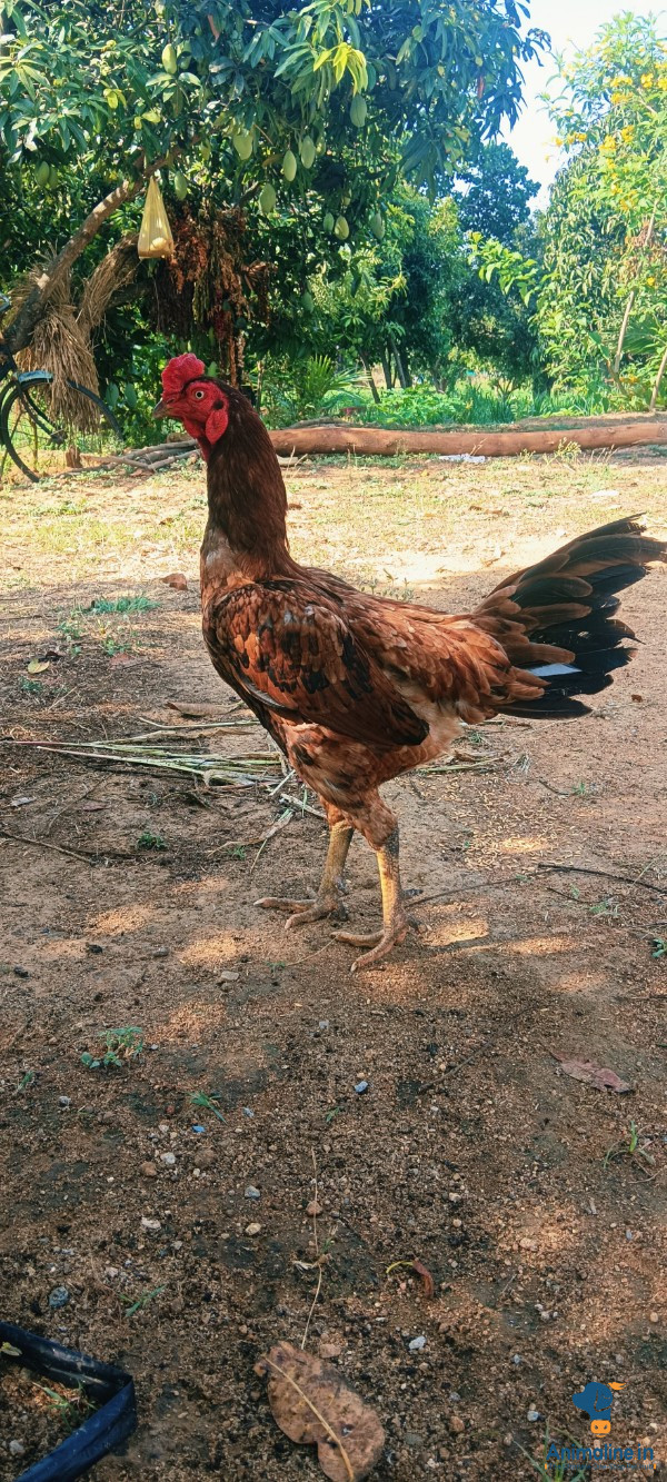 3ವರ್ಷ್ ಆಗಿದೆ 