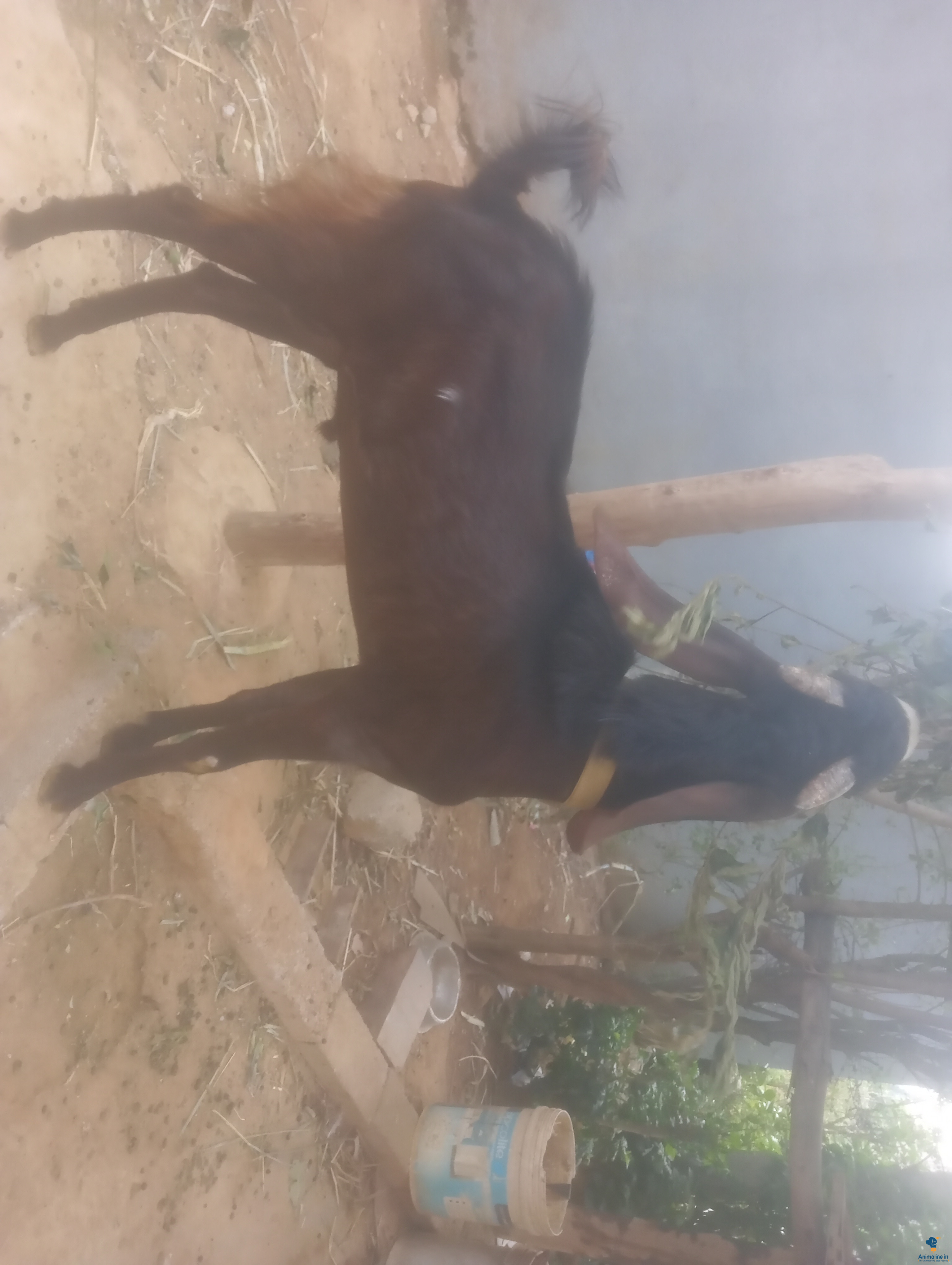 10 months old beetel male goat for sale 
