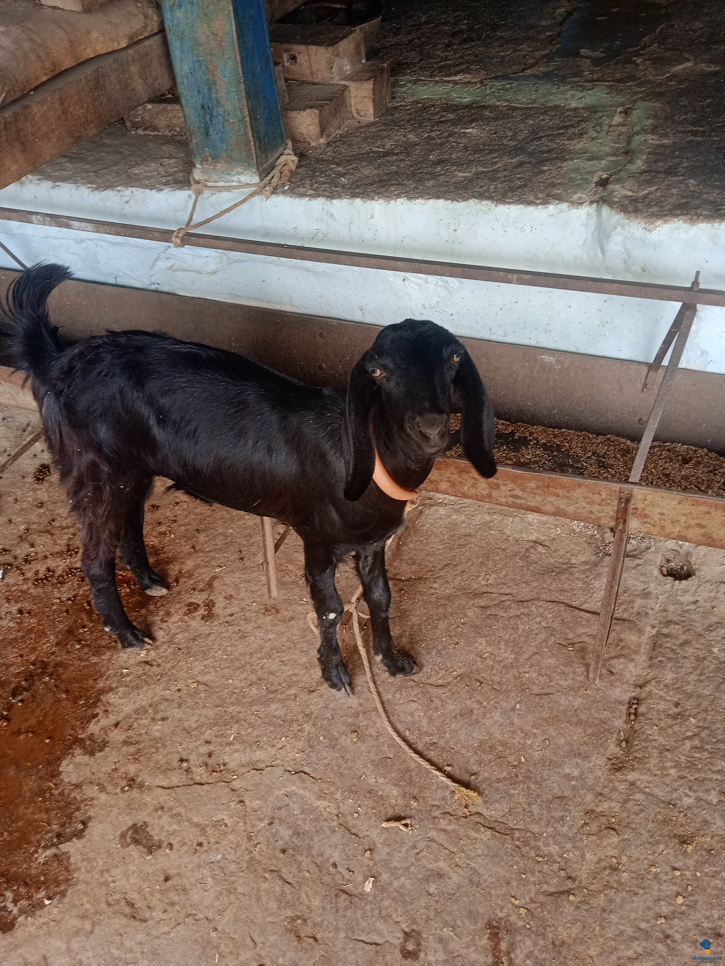ಪ್ರೀಮಿಯಂ Jamunapuri Goat Goat {}
