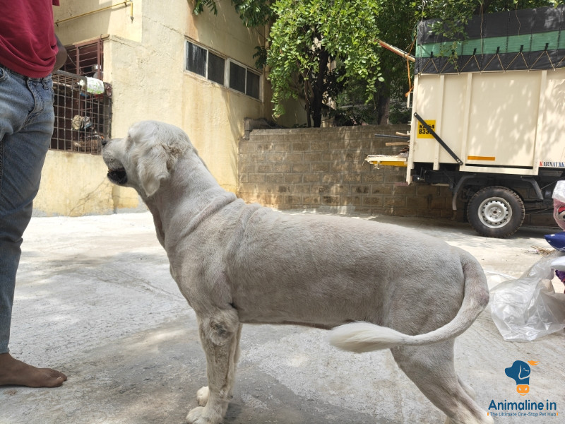 2 year old dog 