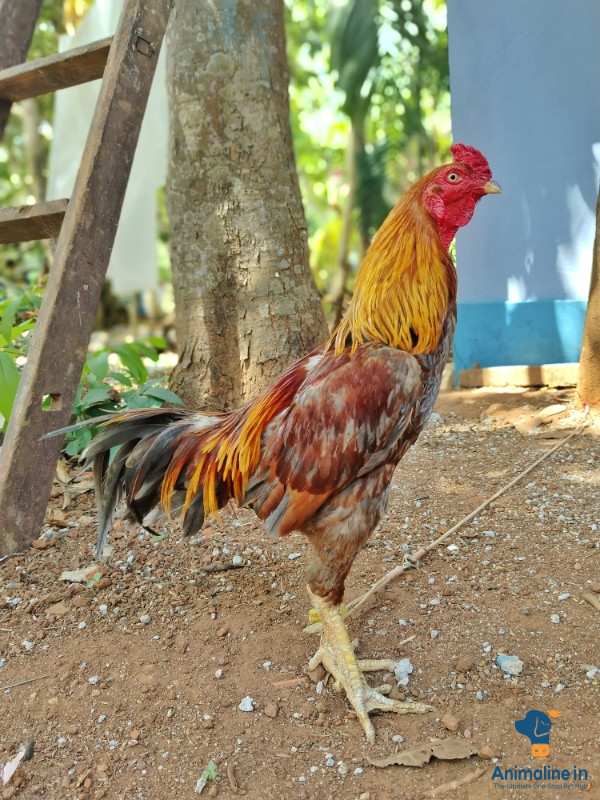 Desi Boy Kaava
